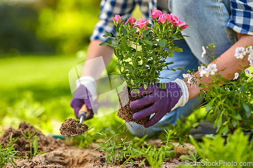 Image of woman planting rose flowers at summer garden