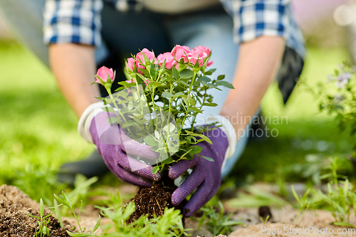 Image of woman planting rose flowers at summer garden