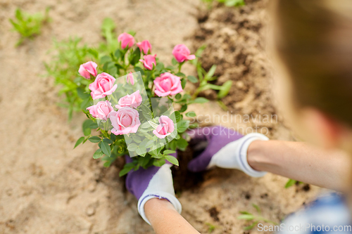 Image of woman planting rose flowers at summer garden