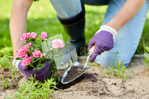 Image of woman planting rose flowers at summer garden