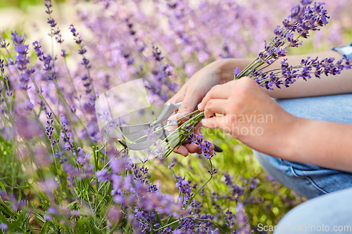 Image of woman with picking lavender flowers in garden