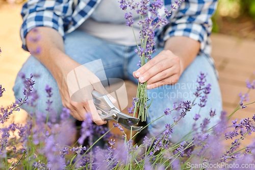 Image of woman with picking lavender flowers in garden