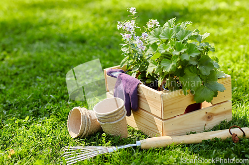 Image of garden tools and flowers in wooden box at summer