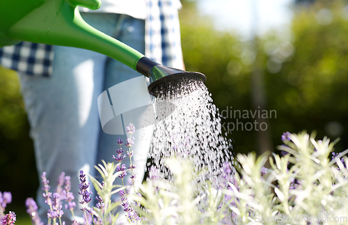 Image of young woman watering flowers at garden