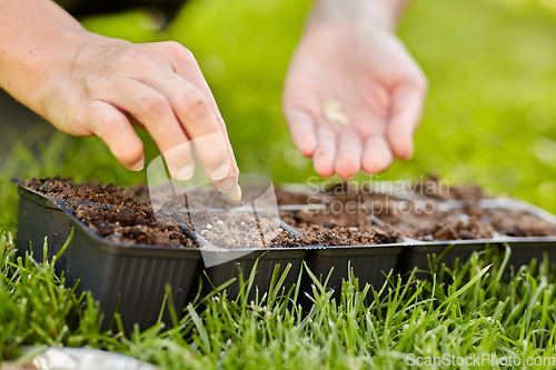 Image of woman planting flower seeds to pots tray with soil