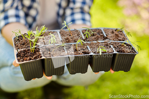 Image of woman holding pots tray with seedlings at garden