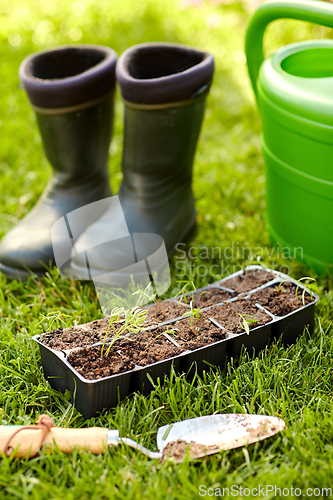 Image of seedlings in starter pots tray with soil at garden