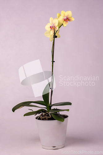 Image of Indoor flowers yellow orchids in a pot, white background
