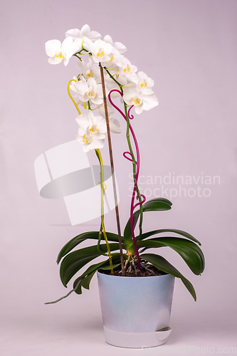 Image of Indoor orchid flowers in a pot, white background
