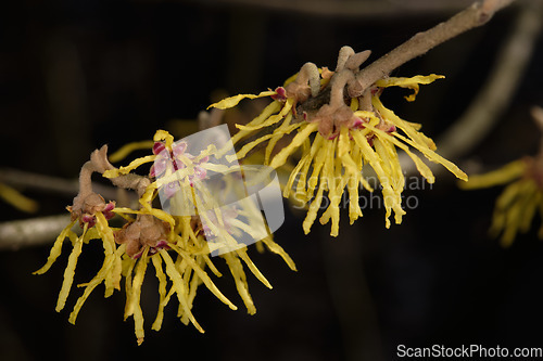 Image of Witch hazel(Hamamelis virginiana) flowering