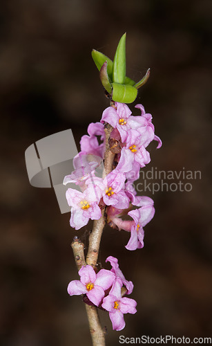 Image of Flowering Mezereon (Daphne Mezereum) in spring