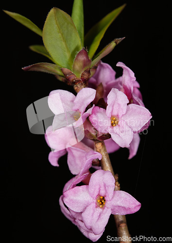 Image of Flowering Mezereon (Daphne Mezereum) in spring
