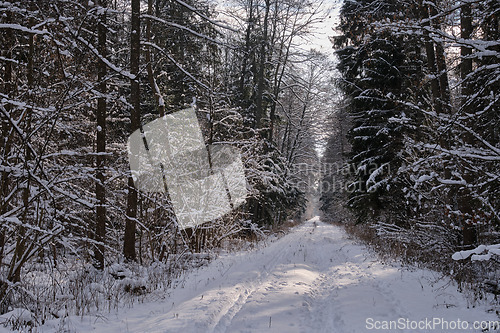 Image of Wintertime landscape of snowy deciduous stand