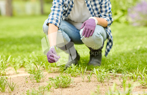 Image of woman weeding flowerbed at summer garden