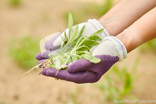 Image of woman weeding flowerbed at summer garden