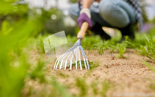 Image of woman weeding flowerbed with rake at summer garden