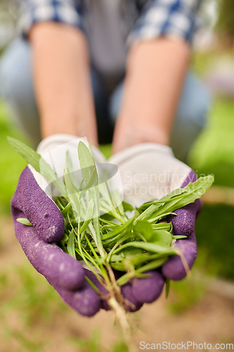 Image of woman weeding flowerbed at summer garden