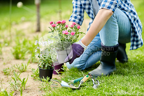 Image of woman planting rose flowers at summer garden