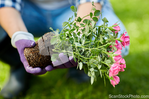 Image of woman planting rose flowers at summer garden