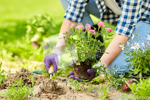 Image of woman planting rose flowers at summer garden