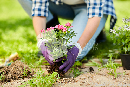 Image of woman planting rose flowers at summer garden