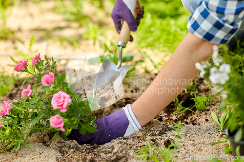 Image of woman planting rose flowers at summer garden