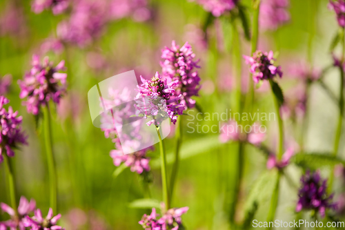 Image of beautiful field flowers blooming in summer garden