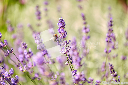 Image of bee pollinating lavender flowers in summer garden