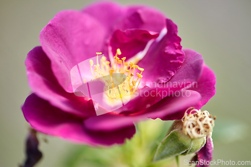 Image of beautiful rosehip or dog rose flower at garden