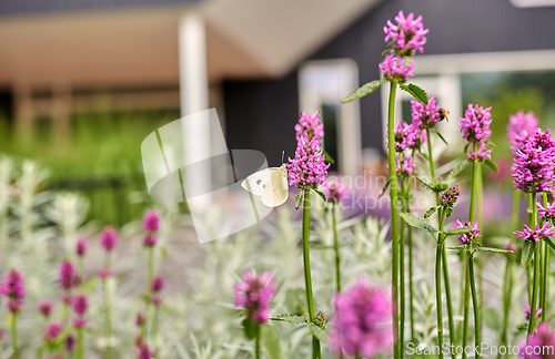 Image of butterfly on flowers blooming in summer garden