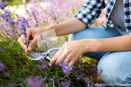 Image of woman with picking lavender flowers in garden