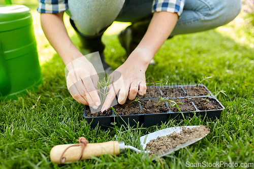 Image of woman planting flower seeds to pots tray with soil