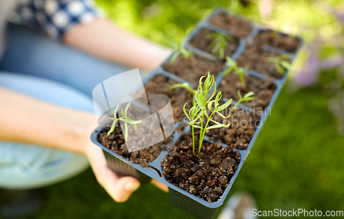 Image of woman holding pots tray with seedlings at garden