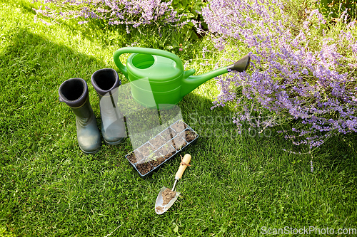 Image of seedlings in starter pots tray with soil at garden