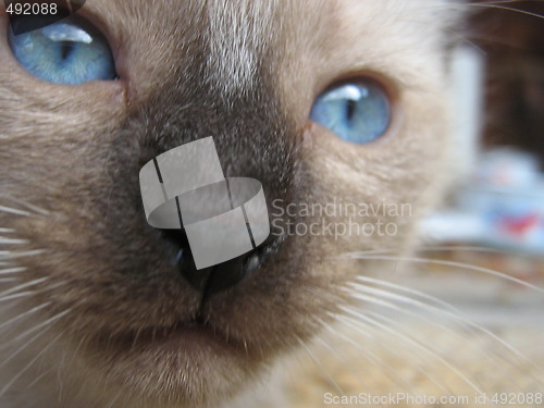 Image of Shy look