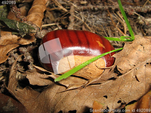 Image of A chestnut