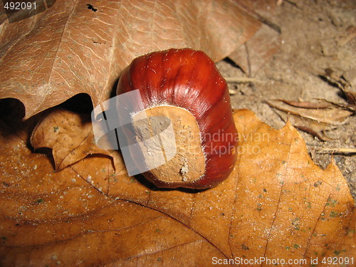 Image of A chestnut