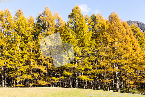 Image of Beautiful autumn forest