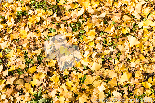 Image of Ginkgo leaves in autumn