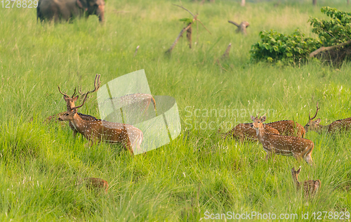 Image of Sika or spotted deers herd in the elephant grass