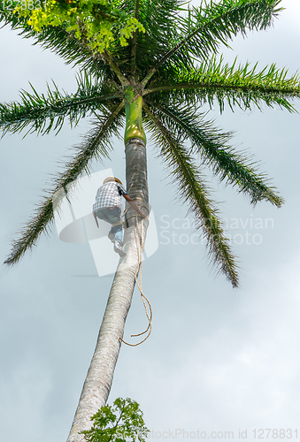 Image of Adult male climbs coconut tree to get coco nuts