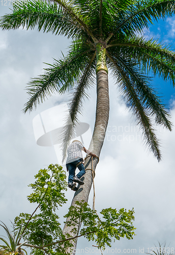 Image of Adult male climbs coconut tree to get coco nuts