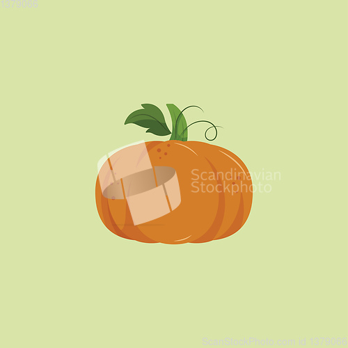 Image of A fresh pumpkin vector or color illustration