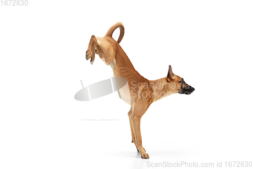 Image of Young Belgian Shepherd Malinois is posing. Cute doggy or pet is playing, running and looking happy isolated on white background.