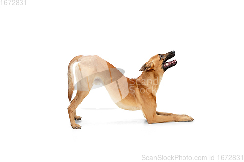 Image of Young Belgian Shepherd Malinois is posing. Cute doggy or pet is playing, running and looking happy isolated on white background.