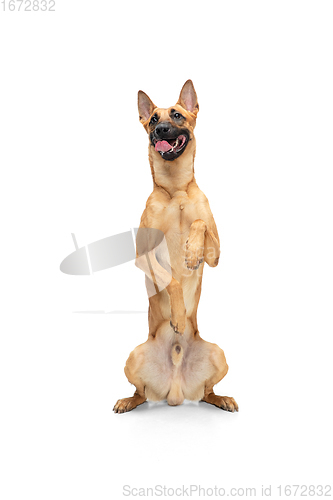 Image of Young Belgian Shepherd Malinois is posing. Cute doggy or pet is playing, running and looking happy isolated on white background.
