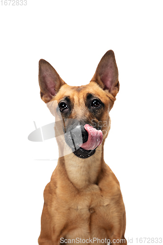 Image of Young Belgian Shepherd Malinois is posing. Cute doggy or pet is playing, running and looking happy isolated on white background.