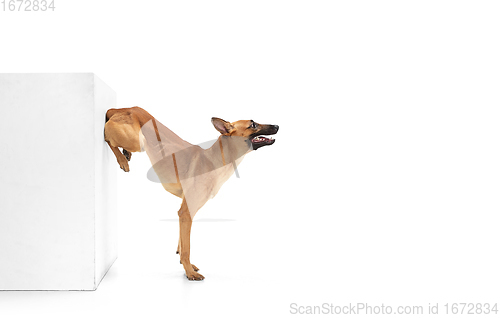 Image of Young Belgian Shepherd Malinois is posing. Cute doggy or pet is playing, running and looking happy isolated on white background.