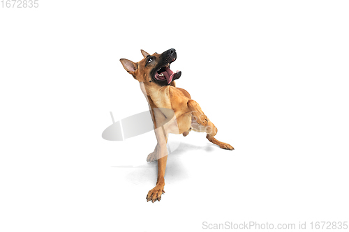 Image of Young Belgian Shepherd Malinois is posing. Cute doggy or pet is playing, running and looking happy isolated on white background.