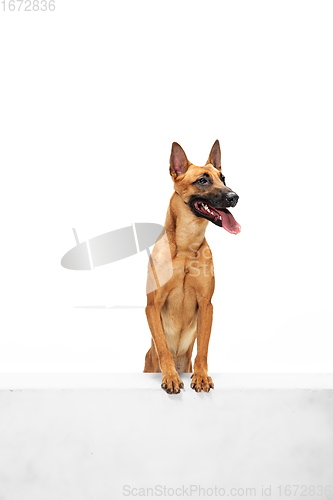 Image of Young Belgian Shepherd Malinois is posing. Cute doggy or pet is playing, running and looking happy isolated on white background.